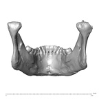 NGA88 SK491 Homo sapiens mandible posterior