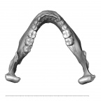 NGA88 SK491 Homo sapiens mandible superior