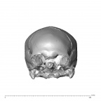 NGA88 SK563 Homo sapien cranium anterior