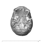 NGA88 SK563 Homo sapien cranium inferior