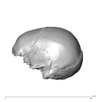 NGA88 SK563 Homo sapien cranium lateral left