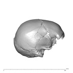 NGA88 SK563 Homo sapien cranium lateral right