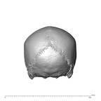 NGA88 SK563 Homo sapien cranium posterior