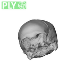 NGA88 SK563 Homo sapien cranium ply