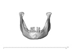 NGA88 SK563 Homo sapiens mandible anterior