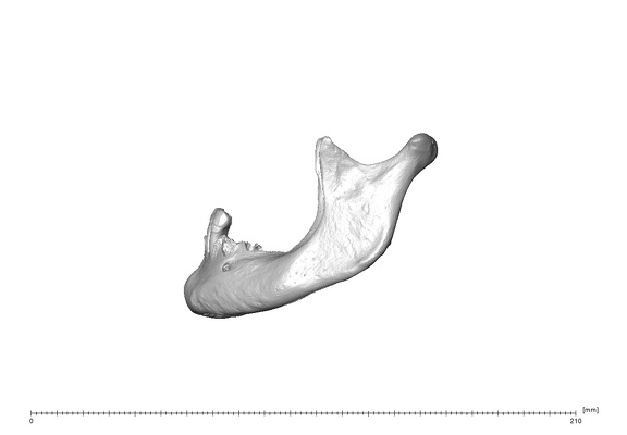 NGA88 SK563 Homo sapiens mandible lateral left