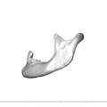 NGA88 SK563 Homo sapiens mandible lateral left
