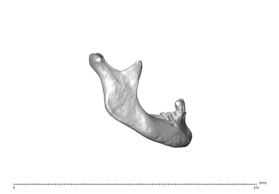 NGA88 SK563 Homo sapiens mandible lateral right