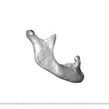 NGA88 SK563 Homo sapiens mandible lateral right