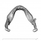 NGA88 SK563 Homo sapiens mandible superior