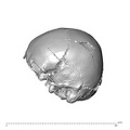 NGA88_SK578_Homo_sapiens_cranium_lateral_left.jpg
