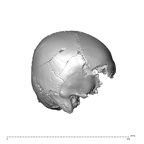 NGA88 SK578 Homo sapiens cranium lateral right