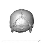 NGA88 SK578 Homo sapiens cranium posterior
