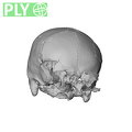 NGA88 SK578 Homo sapiens cranium ply