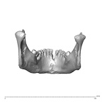 NGA88 SK578 Homo sapiens mandible posterior