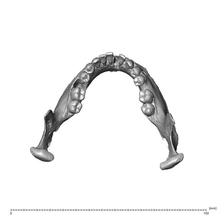 NGA88 SK578 Homo sapiens mandible superior