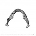 NGA88 SK578 Homo sapiens mandible superior