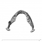 NGA88 SK578 H. sapiens mandible