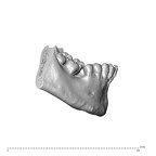NGA88 SK578 Homo sapiens mandible highres lateral right