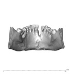NGA88 SK578 Homo sapiens mandible highres posterior