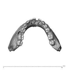 NGA88 SK578 Homo sapiens mandible highres superior