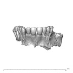 NGA88 SK578 homo sapiens maxilla anterior