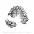 NGA88 SK578 homo sapiens maxilla inferior