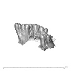 NGA88 SK578 homo sapiens maxilla lateral left
