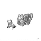 NGA88 SK578 homo sapiens maxilla lateral right