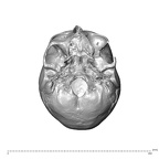 NGA88 SK593 Homo sapiens cranium inferior