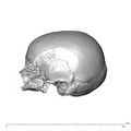 NGA88 SK593 Homo sapiens cranium lateral left