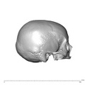 NGA88_SK593_Homo_sapiens_cranium_lateral_right.jpg