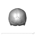 NGA88 SK593 Homo sapiens cranium posterior