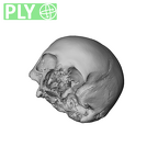 NGA88 SK593 Homo sapiens cranium ply