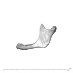 NGA88 SK593 Homo sapiens mandible lateral left