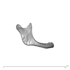 NGA88 SK593 Homo sapiens mandible lateral right