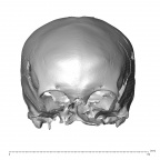 NGA88 SK632 Homo sapiens cranium anterior