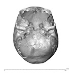 NGA88 SK632 Homo sapiens cranium inferior