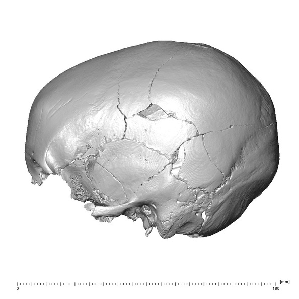 NGA88 SK632 Homo sapiens cranium lateral