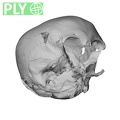 NGA88 SK632 Homo sapiens cranium ply