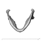 NGA88 SK657 Homo sapiens mandible inferior