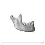 NGA88 SK657 Homo sapiens mandible lateral right