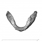 NGA88 SK657 Homo sapiens mandible dentition superior