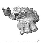 NGA88 SK657 Homo sapiens maxilla dentition view 1