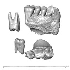 NGA88 SK657 Homo sapiens maxilla dentition view 2