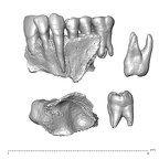 NGA88 SK657 Homo sapiens maxilla dentition view 3