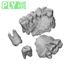 NGA88 SK657 Homo sapiens maxilla dentition ply