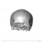 NGA88 SK660 H. sapiens cranium
