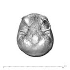 NGA88 SK660 Homo sapiens cranium inferior