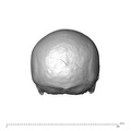 NGA88 SK660 Homo sapiens cranium posterior